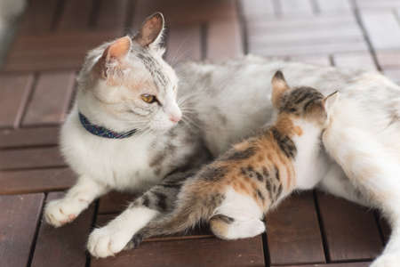 breast fed cat Car pics tgp